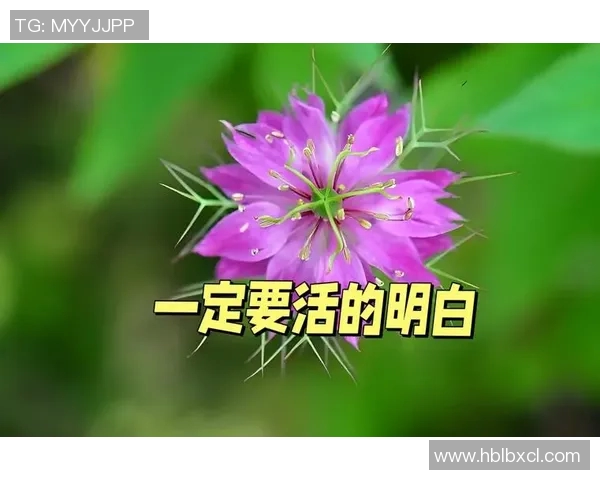 真正老道的智慧与人生哲学探讨：如何在复杂世界中保持内心的平和与坚定